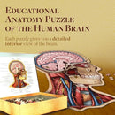 Genius Games Human Head Anatomy Puzzle - 441 Piece Teen Floor Puzzle - Brand New