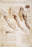 Leonardo Anatomy 1510 Npen And Ink Studies Of The Human Arm Shoulder And Neck - Brand New