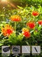 Brightown Outdoor Solar Garden Lights - 4 Pack LED Flower Lights Glowing - Red - Like New