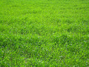 Perennial Ryegrass Seed Blend - Brand New