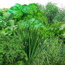 AEROGARDEN GOURMET HERB SEED POD KIT (9-POD) 809500-0208 - WHITE/GREEN - Brand New