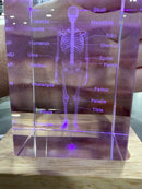 GENERIC LASER ENGRAVED CRYSTAL - HUMAN SKELETON - LED BASE - Like New