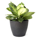 La Jolie Muse Outdoor Indoor Planters Flower Pots, 9.4 Inch, B089D4GN92 - Black - Brand New