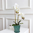 7" Large Round Orchid Pot Forest Green Ceramic pots Orchids Drainage B094FKDC4R - Brand New