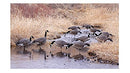 DAKOTA DECOY Signature Series Fully Flocked Canada Goose Feeder Decoys 6-Pack - Brand New