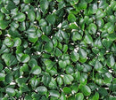 Porpora Artificial Hedge Plant, Greenery Panels (DarkGreen Boxwood 12 pack) - Brand New