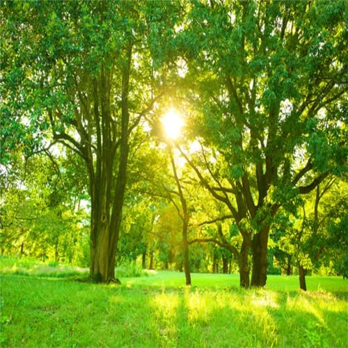 DULUXYKL SPRING BACKDROP GREEN FOREST PHOTO BACKDROPS 10X10FT JUNGLE GRASSLAND - Like New