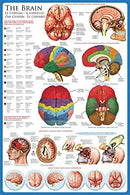 EuroGraphics Laminated The Brain Anatomy Science Chart-24X36 B075RMCBQR-NEW - Brand New